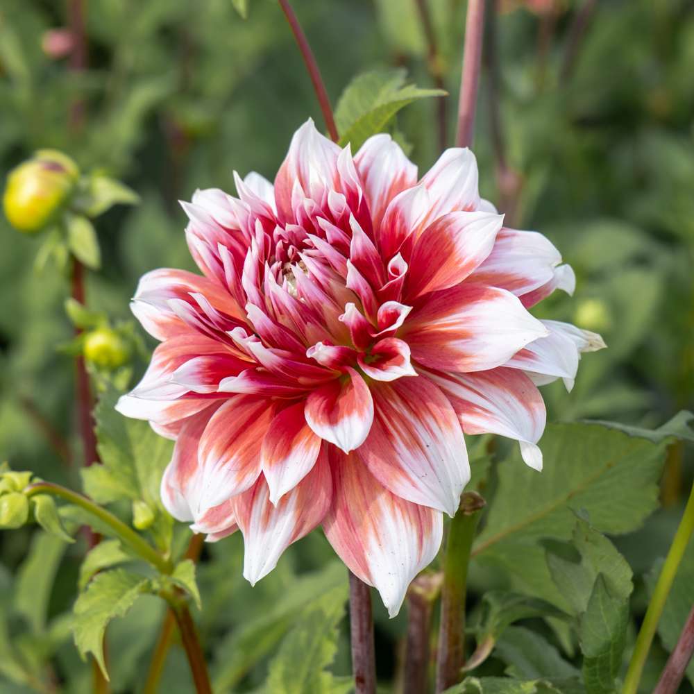 Dahlia 'Frost Nip'